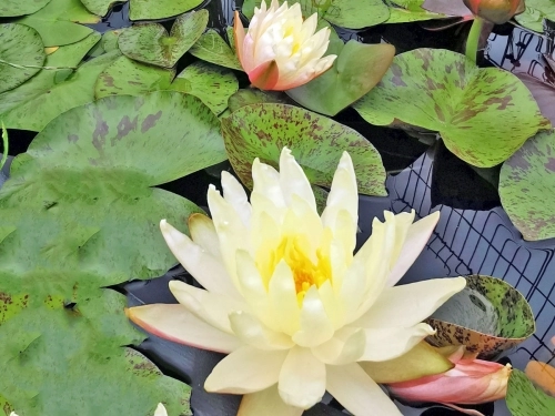 Seerose  Nymphaea Sulphurea
